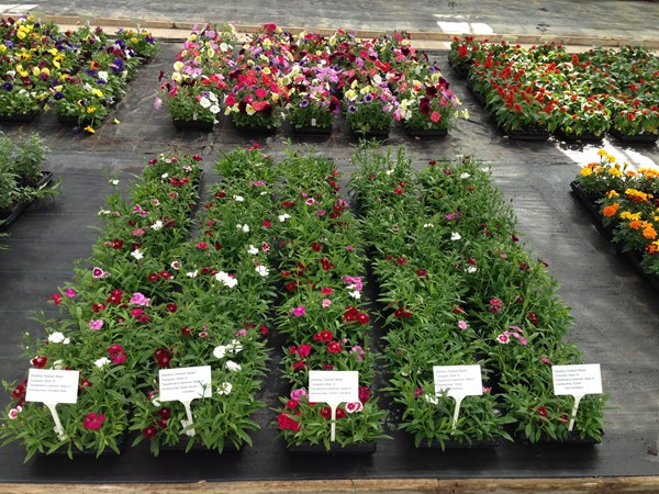 Bedding and pot plant centre 4